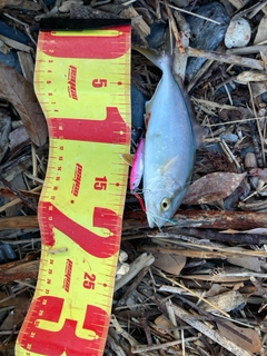 ショゴの釣果