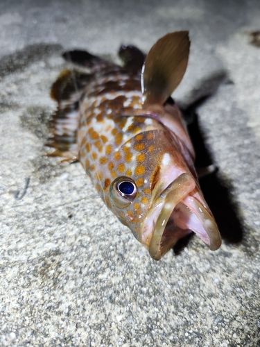 キジハタの釣果