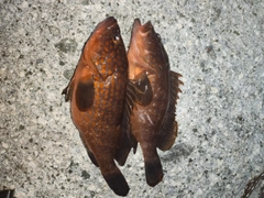 キジハタの釣果