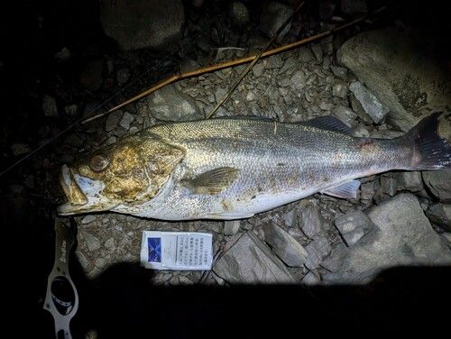 シーバスの釣果