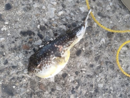 クサフグの釣果