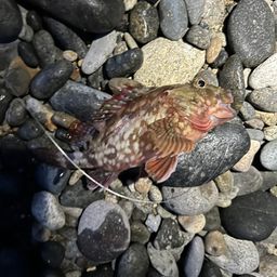 カサゴ