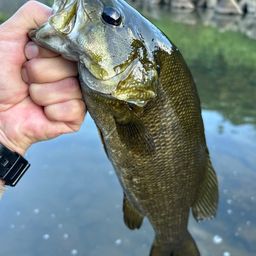 スモールマウスバス