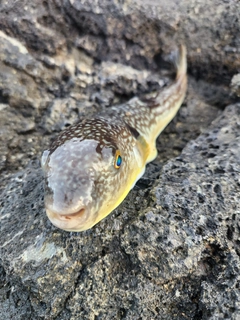 フグの釣果