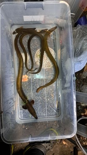 ニホンウナギの釣果