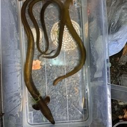 ニホンウナギ