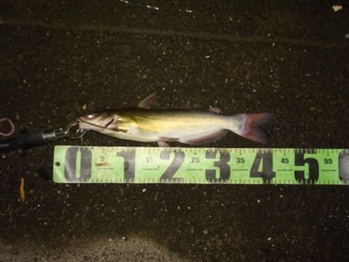 アメリカナマズの釣果