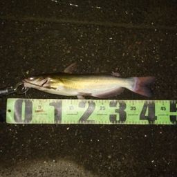 アメリカナマズ