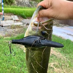 ブラックバス