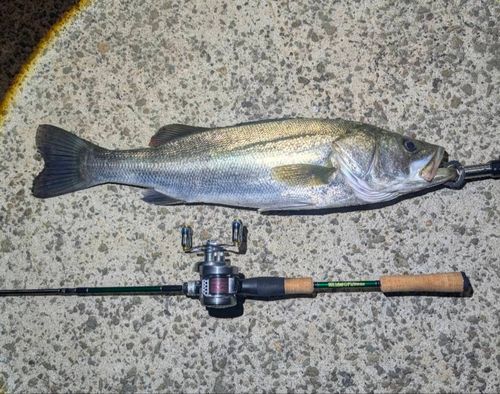 マルスズキの釣果