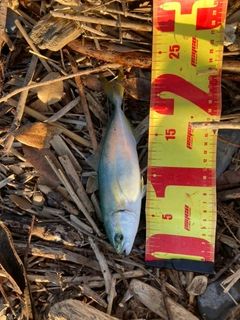ワカシの釣果