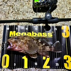 ガシラの釣果