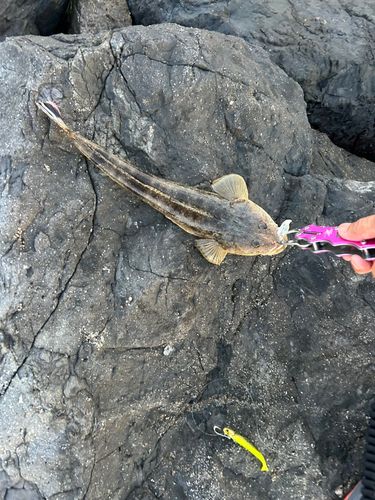 マゴチの釣果