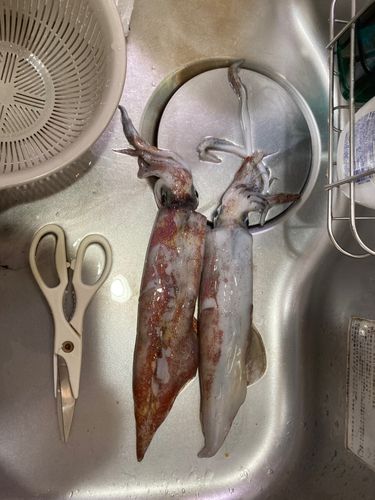 マイカの釣果