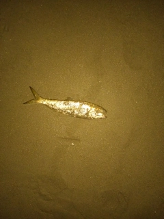 コノシロの釣果