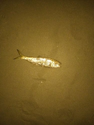 コノシロの釣果