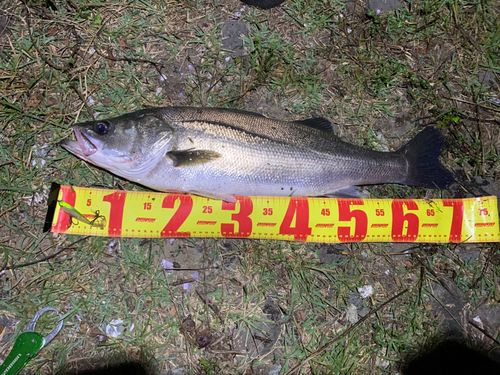 スズキの釣果