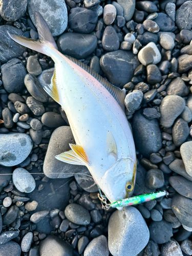 ショゴの釣果