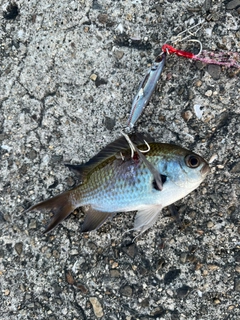 スズメダイの釣果