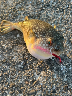 フグの釣果