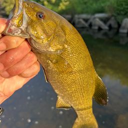 スモールマウスバス