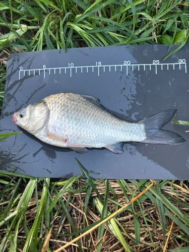 ヘラブナの釣果