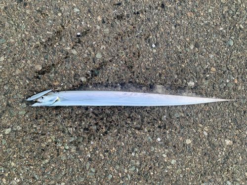 タチウオの釣果