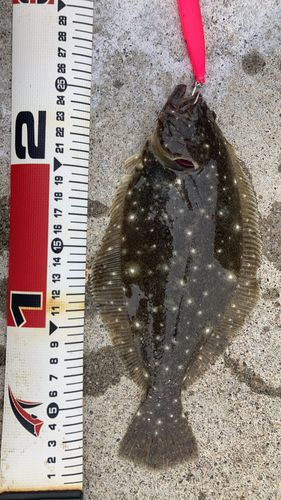ヒラメの釣果