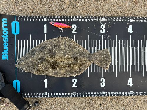 ソゲの釣果