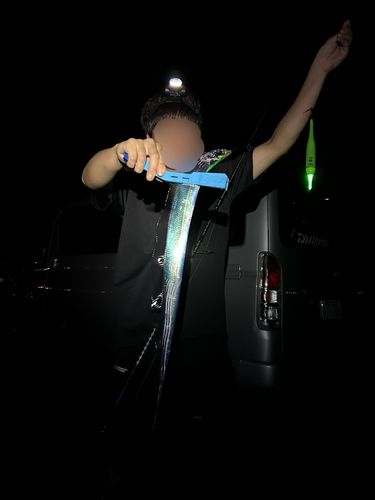 タチウオの釣果