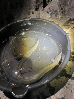 ウナギの釣果