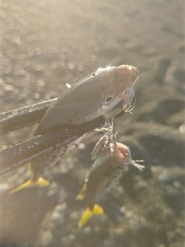 ワカシの釣果