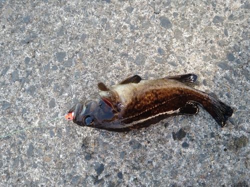 クロソイの釣果