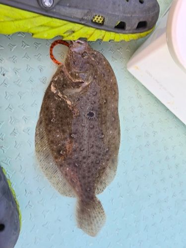 ガンゾウビラメの釣果