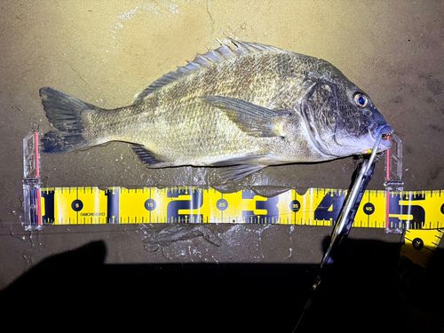 クロダイの釣果