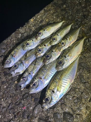 アジの釣果