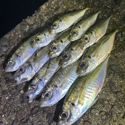 アジ
