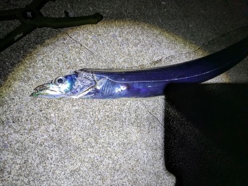 タチウオの釣果