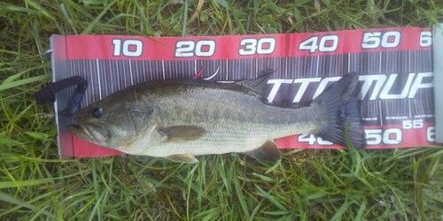 ブラックバスの釣果