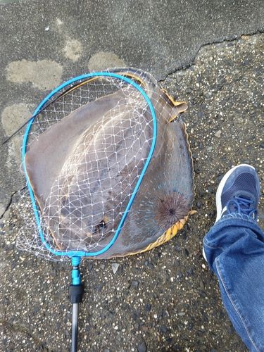 アカエイの釣果