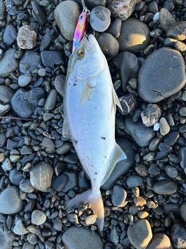 ショゴの釣果