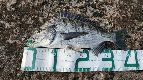 クロダイの釣果