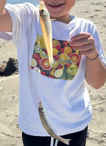 キスの釣果