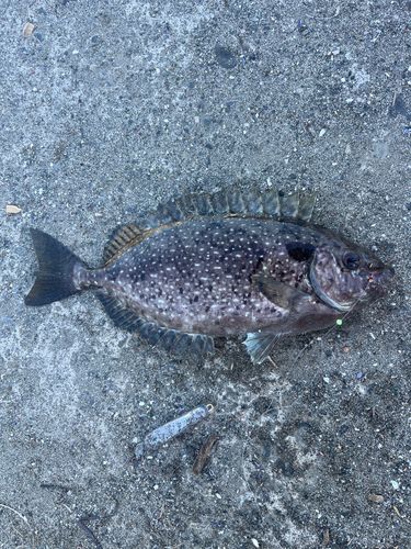 アイゴの釣果