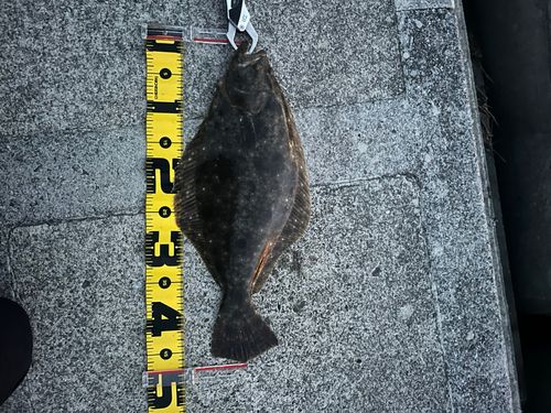 ヒラメの釣果