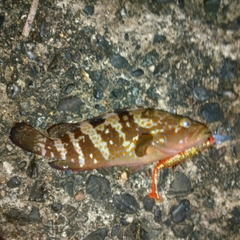キジハタの釣果