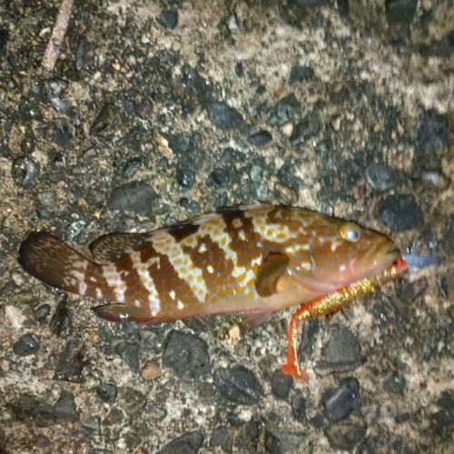 キジハタの釣果