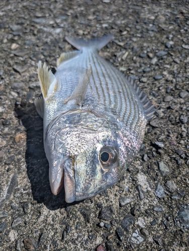 ヒョウタイの釣果