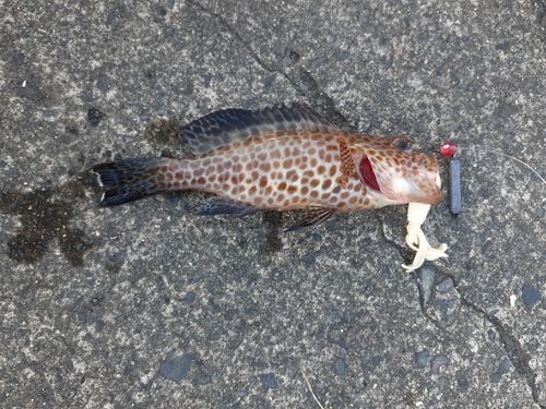 オオモンハタの釣果