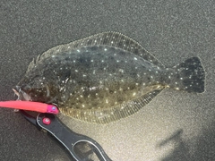 ソゲの釣果